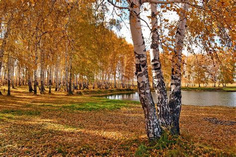 Autumn Park, trees wallpaper | nature and landscape | Wallpaper Better