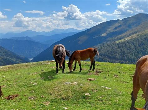 Bea Noriker Stute Braun Pferd Austria