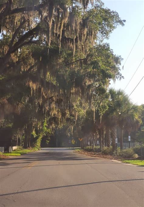 Savannah Georgia Tourism Stock Image Image Of Tree 260711865