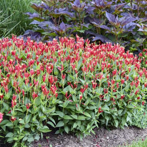 Spigelia Marilandica Little Redhead Walters Gardens Inc