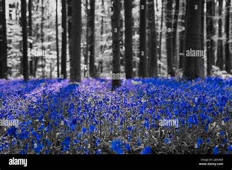 Bluebells At Sunrise In The Bluebell Forest Of Hallerbos Belgium Stock