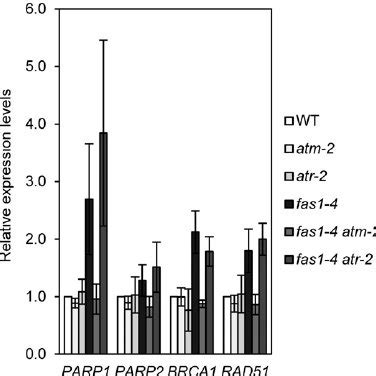 Expression Of DNA Damage Response Genes In Fas1 4 Atm 2 And Fas1 4