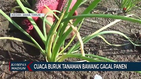 Cuaca Buruk Tanaman Bawang Gagal Panen Video Dailymotion