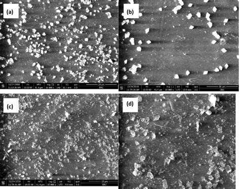 Sem Images Showing The Adhesion Of E Coli A And B And Lesteria A Download Scientific