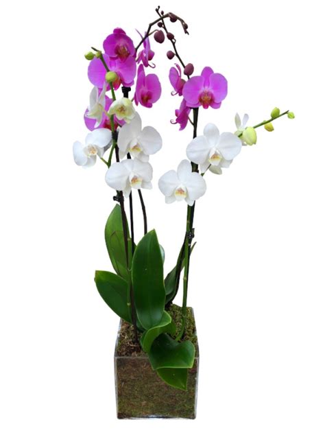 Orquideas Variadas En Cristal