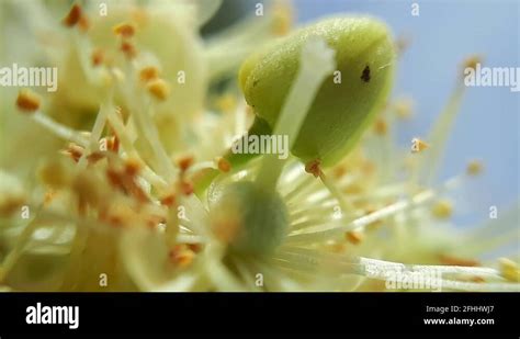 Linden tree flowers Stock Videos & Footage - HD and 4K Video Clips - Alamy