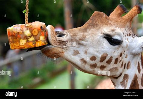 Giraffe eating fruit hi-res stock photography and images - Alamy