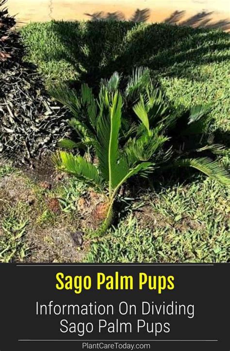 Sago Palm Pups: Tips On Splitting And Dividing Sago Palm | Sago palm ...