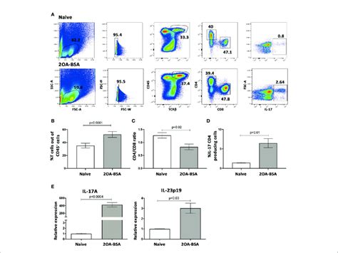 Il 23 T H 17 Pathway Is Activated In The 2oa Bsa Autoimmune Download Scientific Diagram