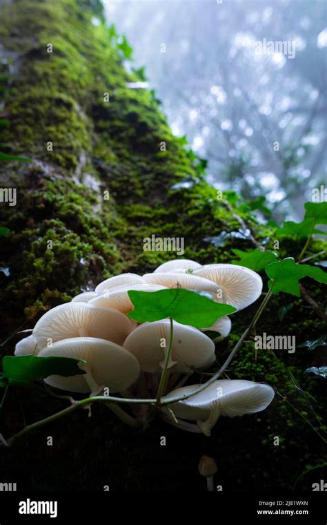 Porcelain Fungus Oudemansiella Mucida Stock Photo Alamy