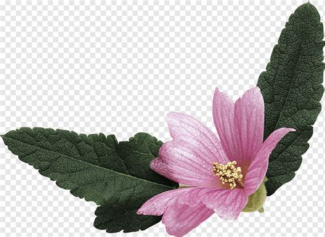 Malvas Malva Sylvestris Malva Verticillata T Floreciente Floretes