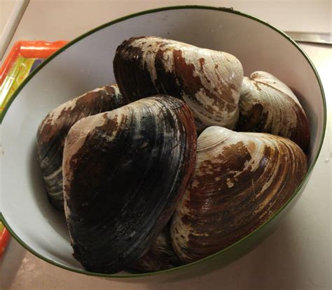 How To Dig Prepare And Cook Clams The Jighead