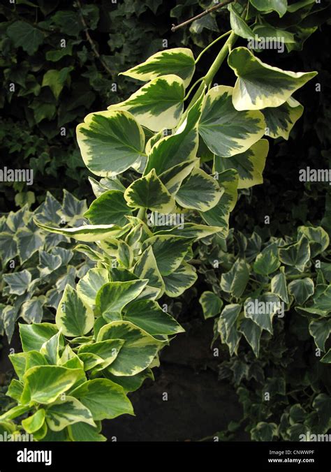 Canary Ivy Canarian Ivy Hedera Canariensis Hedera Helix Ssp Stock