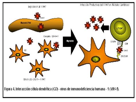 Celulas dendriticas