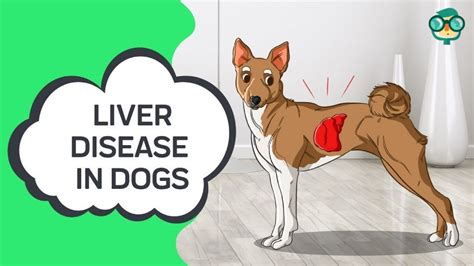 How To Treat Liver Disease In Dogs How To Cure Liver Disease In Dogs