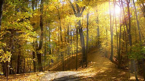 Hd Wallpaper Maple Leafed Plant Gray Pave Road At Night Fall Park