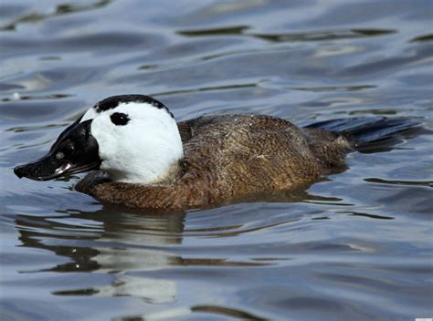 White-headed Duck - Wildfowl Photography.