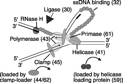 Dna Replication Unlabeled