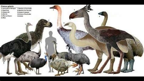 All Prehistoric Birdsinformativeup Youtube