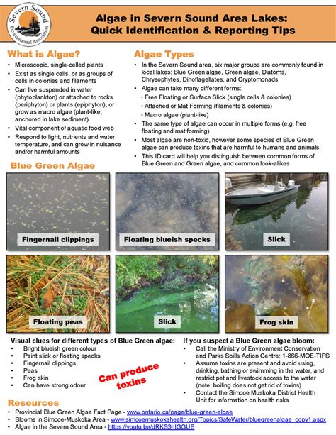 All About Algae Severn Sound Environmental Association