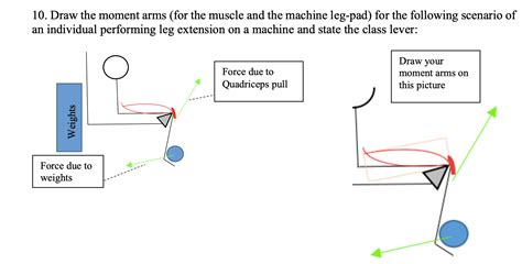 Solved 10 Draw The Moment Arms For The Muscle And The