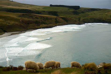 Where to Find Otago Peninsula Wildlife, New Zealand