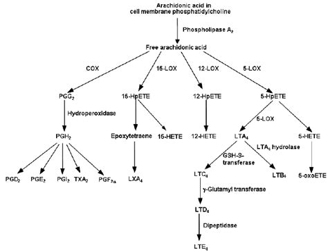 Outline Of The Pathway Of Eicosanoid Biosynthesis From Arachidonic