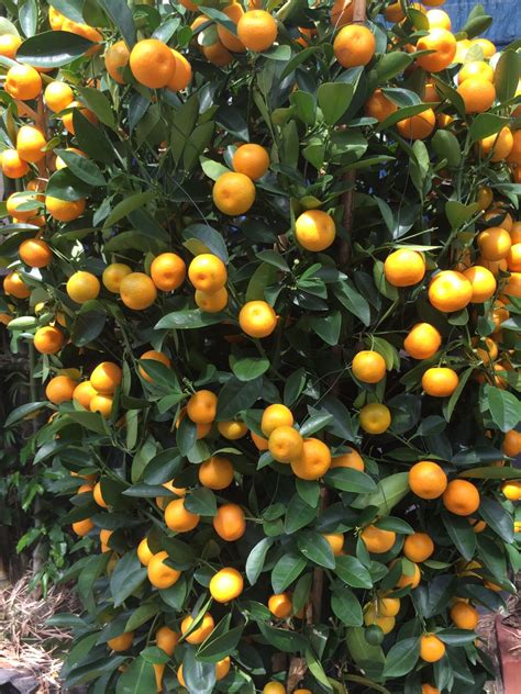 Calamondin Orange Trees ( Acquaintance) — Steemit