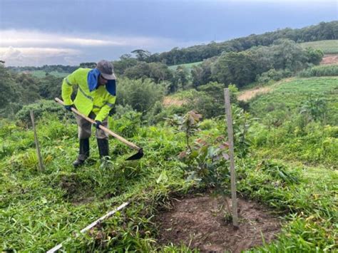 Plantio de 8 mil mudas marca segunda fase da restauração ecológica na