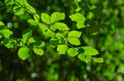 Kostenlose Foto Baum Natur Wald Ast Sonnenlicht Blatt Blume