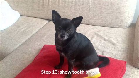 Brushing Your Chihuahuas Teeth A Step By Step Approach Pet Diy