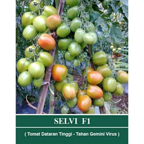 Jual Selvi F Benih Tomat Buah Hybrida F Cap Kapal Terbang Kemasan