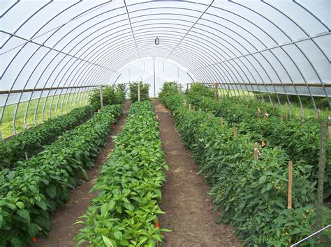 High Tunnel Crops To Be Featured During Educational Short Course News