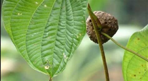 Dioscorea Propriet E Controindicazioni Idee Green