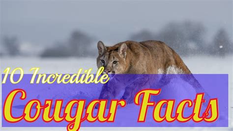 10 Incredible Cougar Facts Cougars Puma Mountainlion Panther Youtube