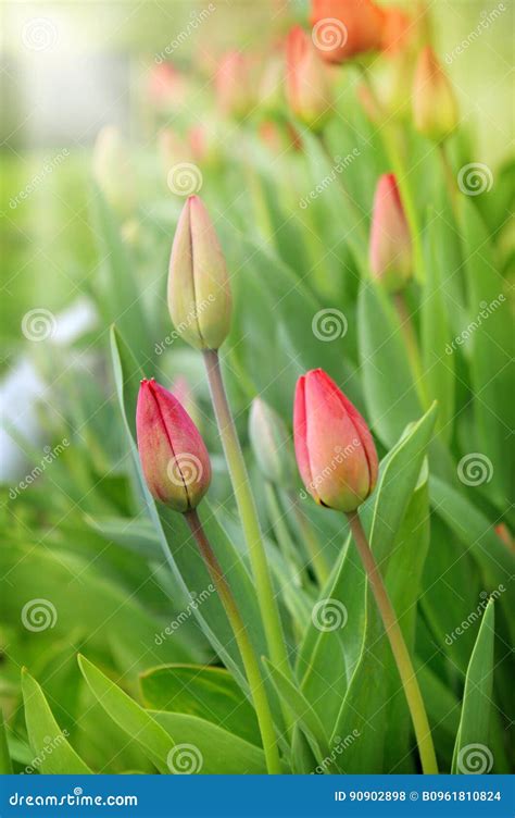 Delicate Red Tulips In The Sunlight Spring Card Stock Photo Image