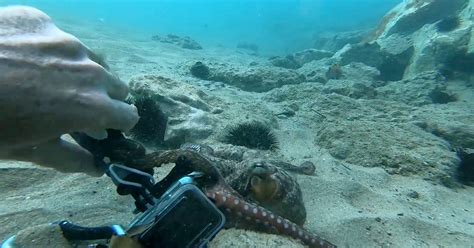 Wild Octopus Hugs Divers In A Rare Interaction During Photo Shoot