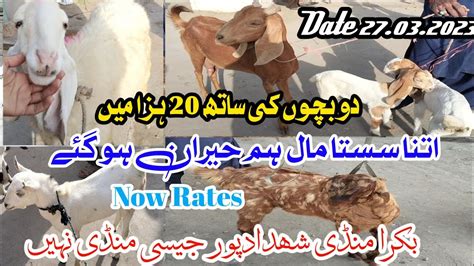 Bakra Mandi Shahdadpur Now Rates Update Date 27 03 2023 YouTube