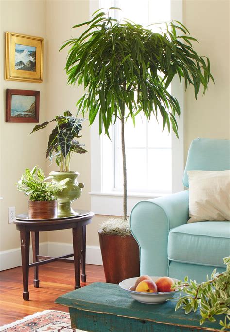 Names Of Indoor Trees