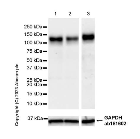 Recombinant Anti-PTPN12 antibody [EPR28198-148] - BSA and Azide free ...
