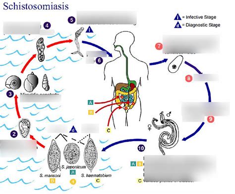 Platyhelminthes Trematoda - Platyhelminthes - Trematoda (flukes) Diagram | Quizlet