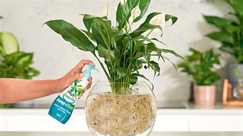 14 Best Liquid Fertilizer For Indoor Plants For 2023 Storables