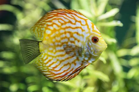 Brightly Colored Fish Discus Symphysodon Stock Image Image Of Closeup