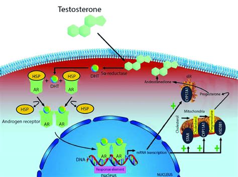 Mechanism Of Testosterone Action Free Testosterone Is Transported Into