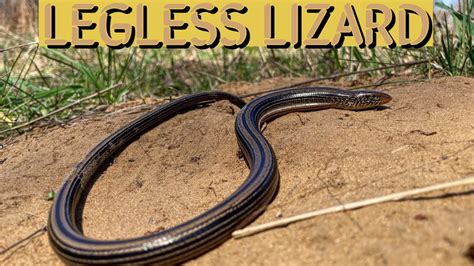 Legless Lizard