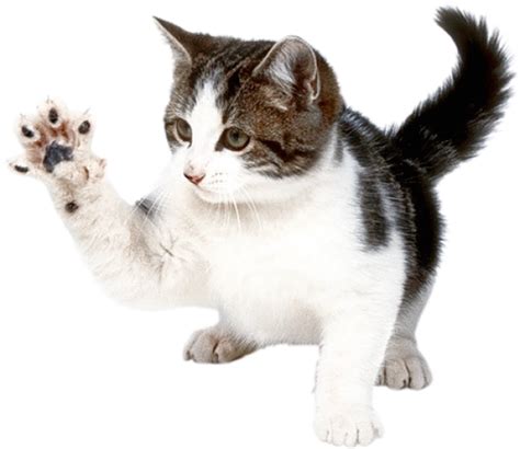 Cat Hand Png Png Images Download Cat Hand Png Pictures Download