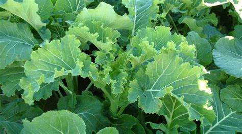 Kale Is An Excellent Fodder Crop Teagasc Agriland Ie