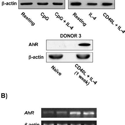 B Cell Activation Induces Ahr Protein And Mrna Expression A Sorted