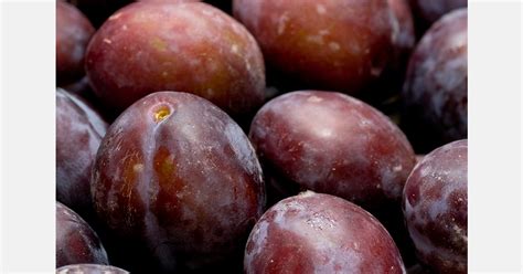 Silvana Inta Argentinas New Plum Variety
