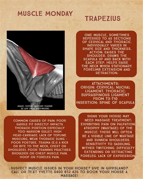 Hope You Enjoy Learning About The Terrific Trapezius Muscle 🐴 ️